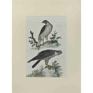 Johann Friedrich Naumann, Singing Falcon, Etching, 1840 For Sale
