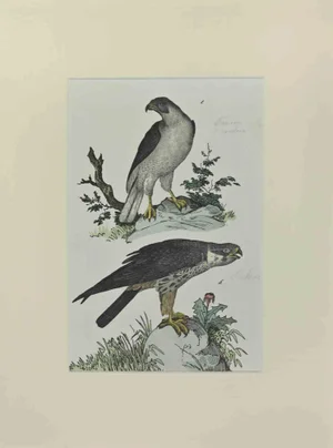 Johann Friedrich Naumann, Singing Falcon, Etching, 1840