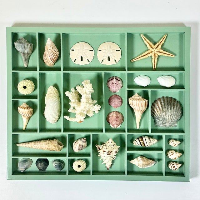 Vintage Home is pleased to present this Vintage Seashell Collection mounted in a Sage Green Shadowbox. The collection has...
