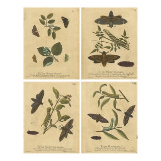Albin, Moths: Deaths-Head Hawk, Elephant Hawk, 1720, Prints, Set of 4 For Sale