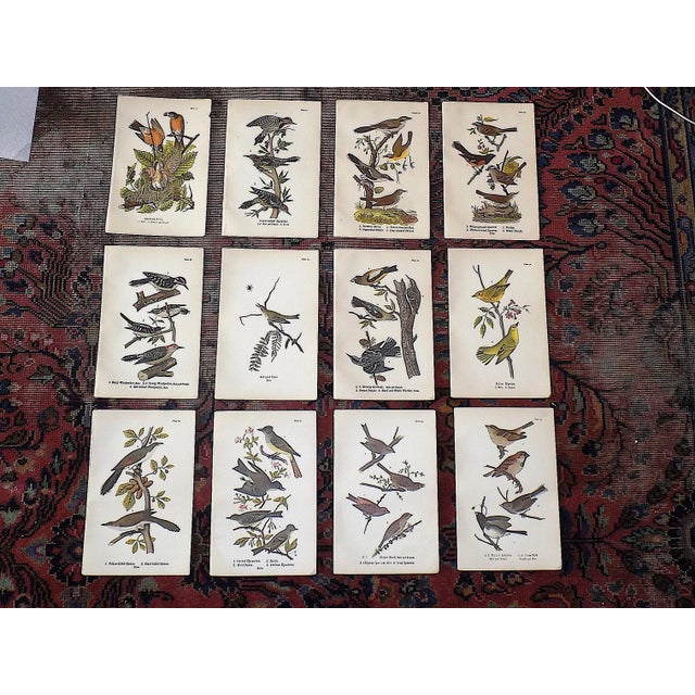 Brown Antique 19th Century American Bird Lithographs - Set of 12 For Sale - Image 8 of 8