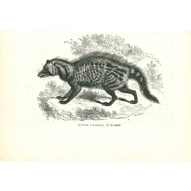 African Civet is an original lithograph on ivory-colored paper, realized by Paul Gervais (1816-1879). The artwork is from...