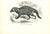 African Civet is an original lithograph on ivory-colored paper, realized by Paul Gervais (1816-1879). The artwork is from...