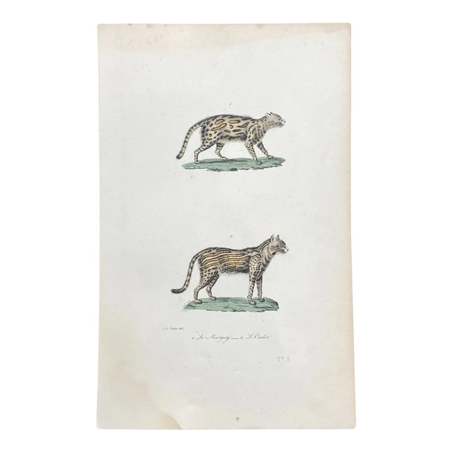 French Antique 18th Century "Le Margay" Animal Engraving Hand Colored Signed Artwork For Sale