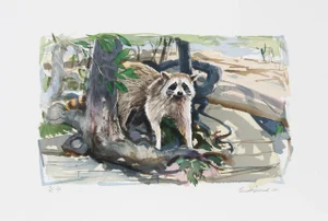 Everett Hibbard, "Raccoon," Lithograph