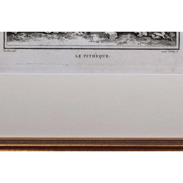 18th Century Original French Monkey Engraving by Buffon 1789 For Sale In New York - Image 6 of 8