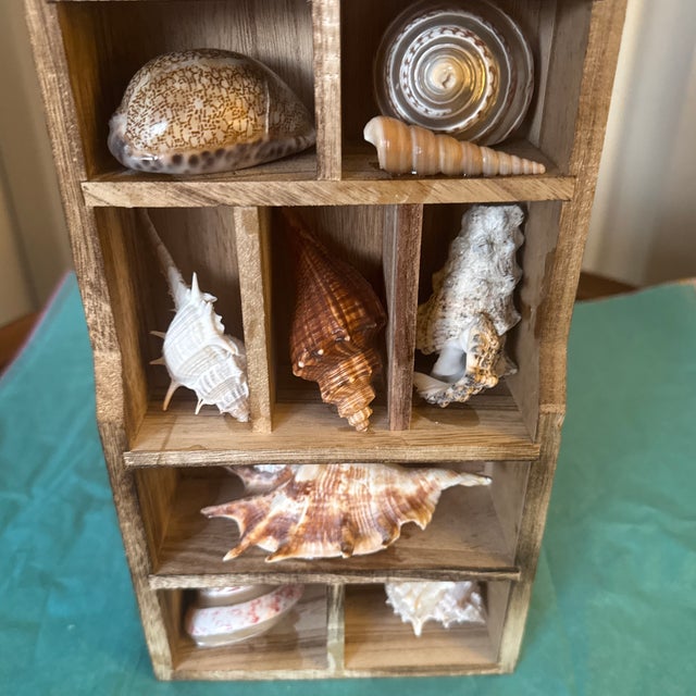 Contemporary Vintage Wooden Shadow Box Display With Collected Seashells For Sale - Image 3 of 12