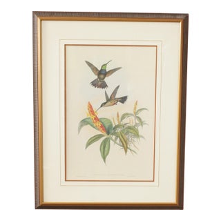 J. Gould and H.C. Richter Ornithological Print, 'Sternoclyta Cyaneipectus' For Sale