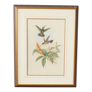 J. Gould and H.C. Richter Ornithological Print, 'Sternoclyta Cyaneipectus'