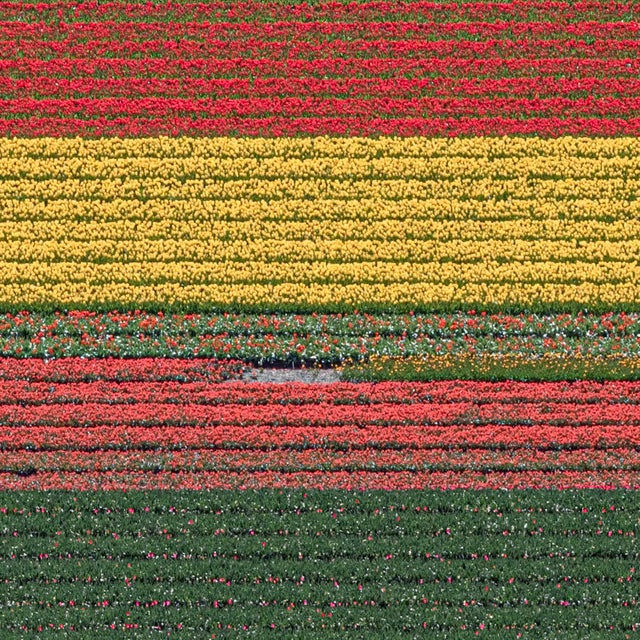 Photography AV_Tulip_Fields_036" Contemporary Aerial View Limited Edition Photograph by Bernhard Lang For Sale - Image 7 of 12