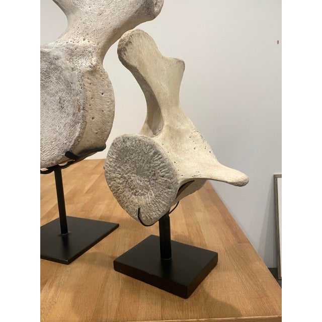 Vintage Whale Vertebrae Bones, Set of three. Each one with beautiful natural antique white patina. All pieces are in great...