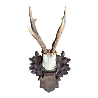 1910s Roe Deer Trophy 117 Black Forest Antlers For Sale