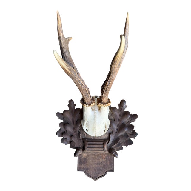 1910s Roe Deer Trophy 117 Black Forest Antlers For Sale
