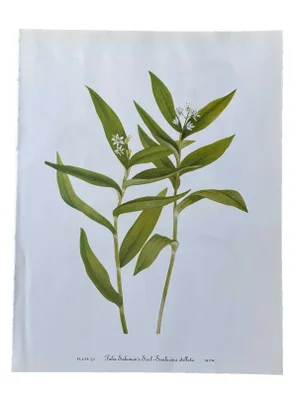 False Salomon’s Seal - Smilacina Stillata Botanical Print