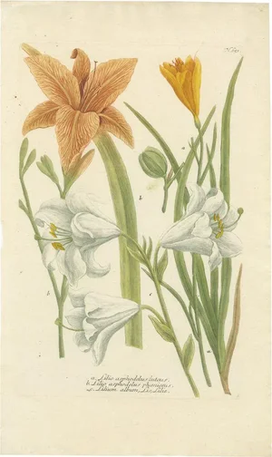 Johann Weinmann, Lily, 1748, Hand-Colored Print