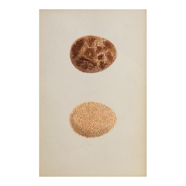 Early 20th Century Brown Speckled Eggs Chromolithograph For Sale