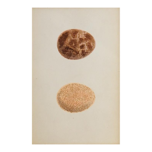 Early 20th Century Brown Speckled Eggs Chromolithograph