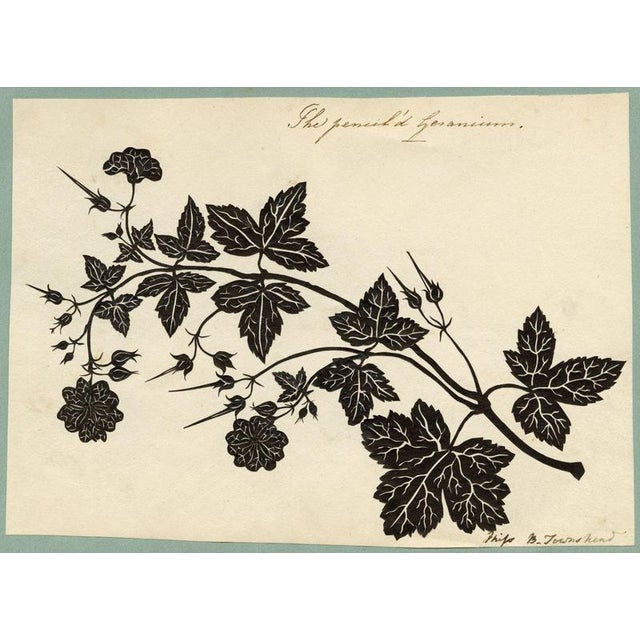 Beige Barbara Anne Townshend, The Pencil'd Geranium, Paper Cut For Sale - Image 8 of 8