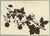 Beige Barbara Anne Townshend, The Pencil'd Geranium, Paper Cut For Sale - Image 8 of 8
