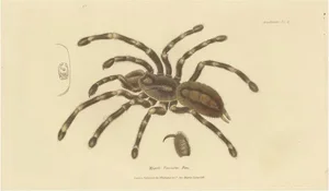 Mygale Fasciata, 1833, Paper