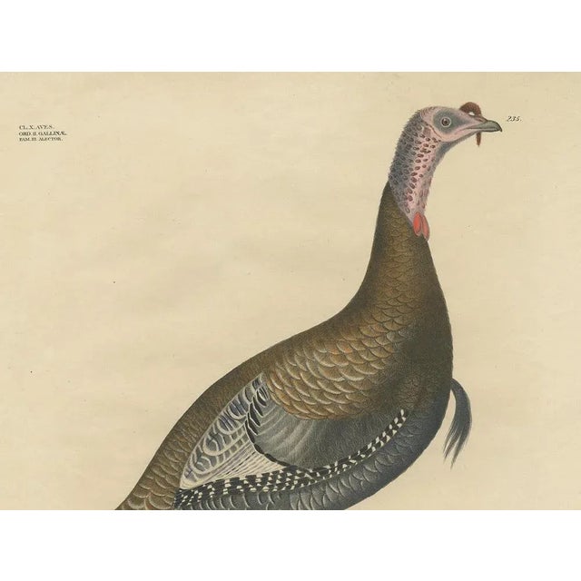 Georg August Goldfuss, Wild Turkey, 1824, Paper For Sale - Image 3 of 7