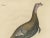 Georg August Goldfuss, Wild Turkey, 1824, Paper For Sale - Image 3 of 7