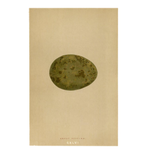 1890s, Bustard Bird Egg Print, Original Antique Egg Print, Engraving, England