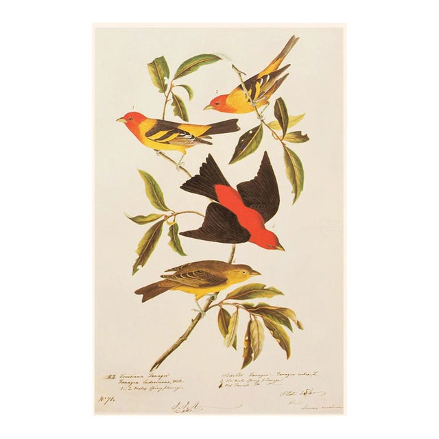 Louisiana and Scarlet Tanagers After Audubon, 1966 American Classical or Chinoiserie Print For Sale