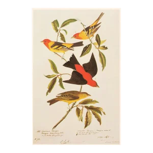 Louisiana and Scarlet Tanagers After Audubon, 1966 American Classical or Chinoiserie Print
