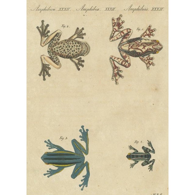 Bertuch, Four Colourful Tree Frogs, 1815, Print For Sale - Image 12 of 12