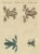 Bertuch, Four Colourful Tree Frogs, 1815, Print For Sale - Image 12 of 12