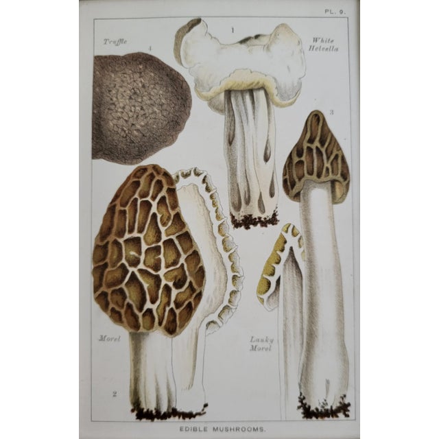An 1894 fine color lithograph of morel, lucky morel truffle and white helvella edible mushrooms. This antique print is...