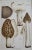 An 1894 fine color lithograph of morel, lucky morel truffle and white helvella edible mushrooms. This antique print is...