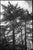 Paul Cooklin, Roman Cyprus Trees, Italy, Edition of 50 For Sale - Image 7 of 7