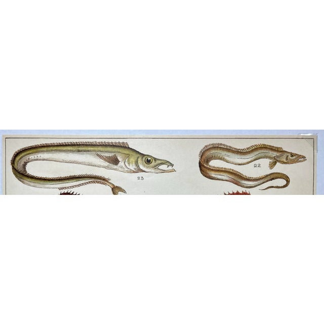 Antique Fish Print From England Featuring a Pandora, Bergylt, Shadow Fish, Swordfish , Hairtail & Scabbard Fish - Circa 1902 For Sale - Image 4 of 12