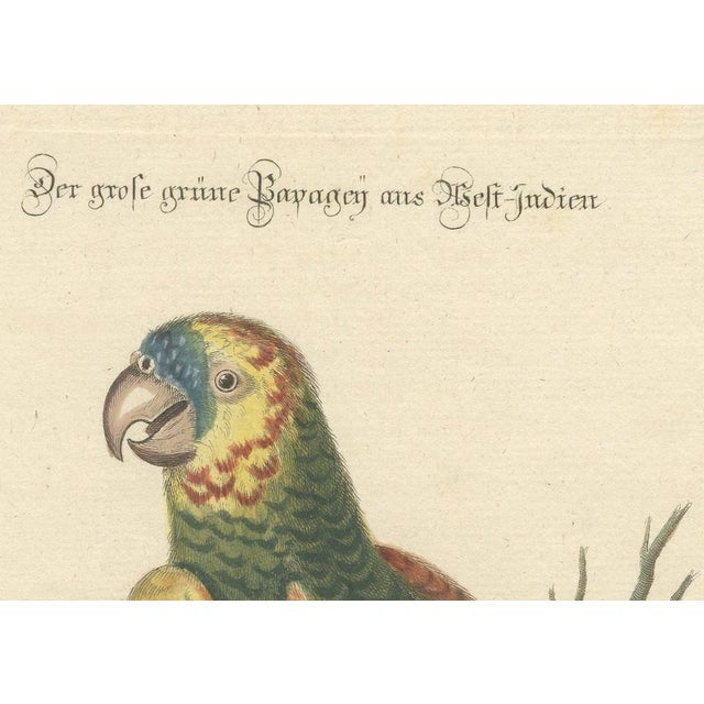 Mid 18th Century Large Green Parrot of the West Indies, 1749, Engraving on Paper For Sale - Image 5 of 6