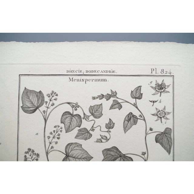 French 19th Century French Botanical "Encyclopedie Methodique 1800" Henri Joseph Redoute Copper Engraving Plate 824 For Sale - Image 3 of 5