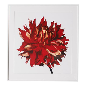 Red Fire Dahlia, Framed Photograph, 41 x 44