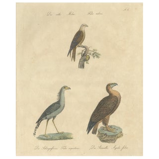 Karl Joseph Brodtmann, Birds of Prey, 1816, Lithograph For Sale