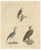 Karl Joseph Brodtmann, Birds of Prey, 1816, Lithograph For Sale
