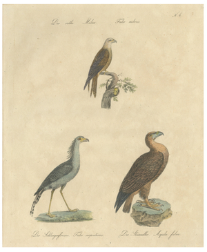 Karl Joseph Brodtmann, Birds of Prey, 1816, Lithograph