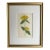 Antique Original Hand Colored Curtis Floral Botanical Etching For Sale