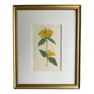 Antique Original Hand Colored Curtis Floral Botanical Etching