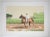 1974 Mel Hunter Tennessee Walking Horse Lithograph For Sale - Image 4 of 5