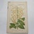 Original 19th-century French botanical lithograph by renowned botanist **Henri Ernest Baillon**, published in Paris...