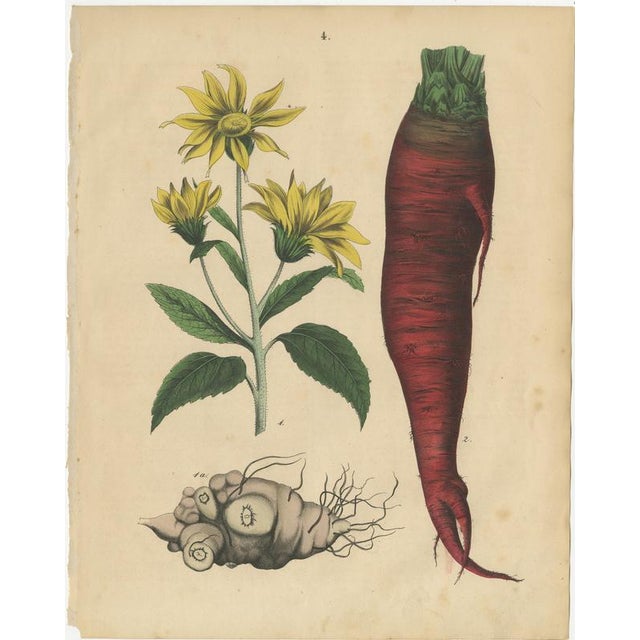 Antique Root Vegetable Lithographs – Beets, Carrots, Turnips, Calwer 1852 This attractive two-plate set features...
