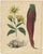 Antique Root Vegetable Lithographs – Beets, Carrots, Turnips, Calwer 1852 This attractive two-plate set features...