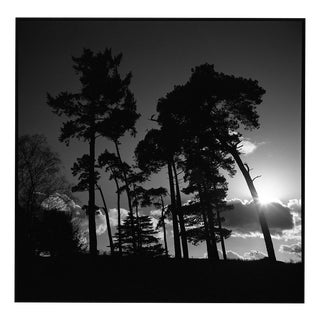 Paul Cooklin, Treeline, Sutton Hoo, Suffolk, Edition of 50 For Sale