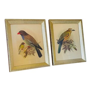 Johannes Gerardus Keulemans(J.G. Keulemans) Bird Prints Lithographs Borghese Frames - a Pair For Sale