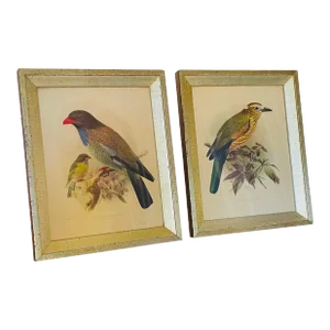 Johannes Gerardus Keulemans(J.G. Keulemans) Bird Prints Lithographs Borghese Frames - a Pair